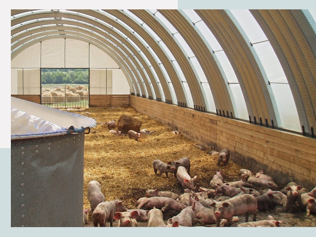 Строительство свинарников в Апатитах